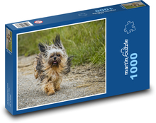 Zwierzę - pies - Chihuahua Puzzle 1000 elementów - 60x46 cm