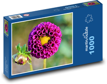 Purple dahlias - flower, plant Puzzle 1000 pieces - 60 x 46 cm 