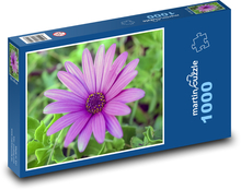 Stokrotka - kwiat, kwiat Puzzle 1000 elementów - 60x46 cm