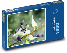 Hmyz - brouk Puzzle 1000 dílků - 60 x 46 cm
