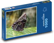 Motýl - křídla, entomologie Puzzle 1000 dílků - 60 x 46 cm