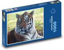Amur tiger - predator, hunter Puzzle 1000 pieces - 60 x 46 cm 