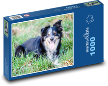 Border collie - pies, pasterz Puzzle 1000 elementów - 60x46 cm