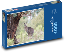 Klokan šedivý - Austrálie, zvíře Puzzle 1000 - 60x46 cm