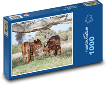 Pasoucí se telata - mladé krávy, skot Puzzle 1000 dílků - 60 x 46 cm