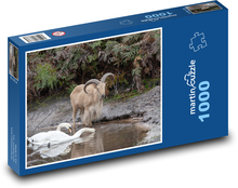 Ovce - labuť, zvieratá Puzzle 1000 dielikov - 60 x 46 cm 