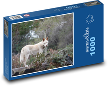 Dingo - pes, zvíře Puzzle 1000 dílků - 60 x 46 cm