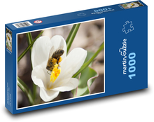 Bílý krokus - květina, rostlina Puzzle 1000 dílků - 60 x 46 cm
