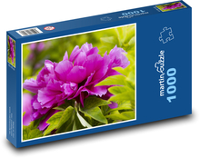 Pivoňka - rostlina, květ Puzzle 1000 dílků - 60 x 46 cm