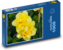 Yellow daffodils - flowers, botany Puzzle 1000 pieces - 60 x 46 cm