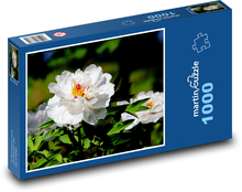 Białe piwonie - kwiaty, ogród Puzzle 1000 elementów - 60x46 cm