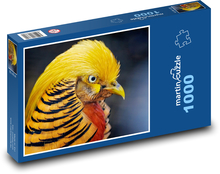 Golden pheasant - bird, feather Puzzle 1000 pieces - 60 x 46 cm 