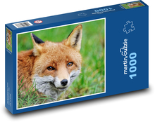 Rezavá liška - divoké zvíře, savec Puzzle 1000 dílků - 60 x 46 cm