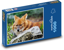 Indický divoký pes - dhoul, zviera Puzzle 1000 dielikov - 60 x 46 cm