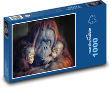 Orangutan - opice, opičky Puzzle 1000 - 60x46 cm