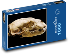 Czaszka niedźwiedzia polarnego - zwierzę, ssak Puzzle 1000 elementów - 60x46 cm