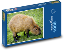 Kapybara - hlodavec, savec Puzzle 1000 dílků - 60 x 46 cm