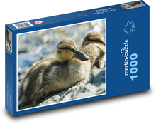 Kačice - vodné vtáctvo, vtáky Puzzle 1000 dielikov - 60 x 46 cm 