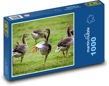 Gęsi szare - ptaki, przyroda Puzzle 1000 elementów - 60x46 cm