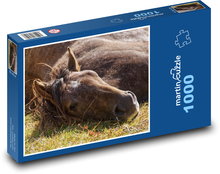 Hnědý kůň - zvíře, ležet Puzzle 1000 - 60x46 cm