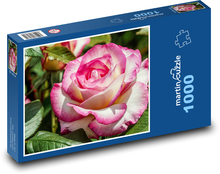 Noble rose - flower, garden Puzzle 1000 pieces - 60 x 46 cm 