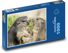 Svišť - hlodavec, zvíře Puzzle 1000 - 60x46 cm