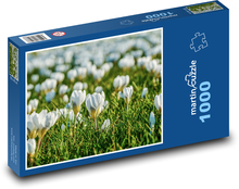 Bílé krokusy - jarní louka, květy Puzzle 1000 dílků - 60 x 46 cm