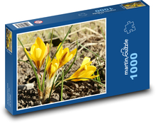 Yellow flowers - crocuses, spring Puzzle 1000 pieces - 60 x 46 cm 
