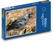 Kavka - ptak, zwierzę Puzzle 1000 elementów - 60x46 cm