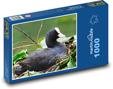 Lyska - vodný vták, zviera Puzzle 1000 dielikov - 60 x 46 cm