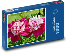 Pivoňka - kvet, jar Puzzle 1000 dielikov - 60 x 46 cm