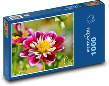 Zinnia - summer flower, flower Puzzle 1000 pieces - 60 x 46 cm 