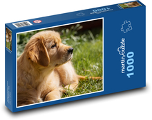 Dog - golden retriever, puppy Puzzle 1000 pieces - 60 x 46 cm 