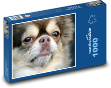 Chihuahua - pies, zwierzątko Puzzle 1000 elementów - 60x46 cm