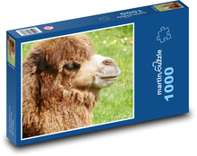 Velbloud - zvíře, savec Puzzle 1000 dílků - 60 x 46 cm