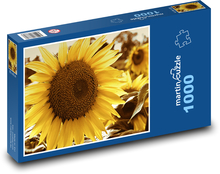 Slunečnice - květ, rostlina Puzzle 1000 dílků - 60 x 46 cm