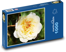 Žlutá růže - květina, rostlina Puzzle 1000 dílků - 60 x 46 cm