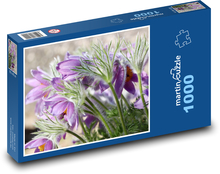 Koniklec - fialová květina, rostlina Puzzle 1000 dílků - 60 x 46 cm
