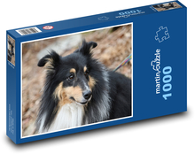 Tříbarevný Shetlandský ovčák - pes, evropské plemeno Puzzle 1000 dílků - 60 x 46 cm