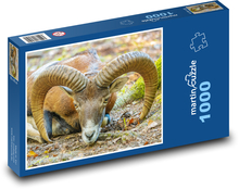 Muflon - zwierzę, rogi Puzzle 1000 elementów - 60x46 cm