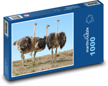 Pštrosi - běžci, zvířata Puzzle 1000 dílků - 60 x 46 cm
