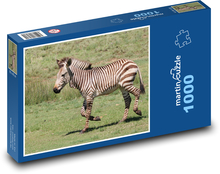 Zebra - zvíře, zoo Puzzle 1000 - 60x46 cm