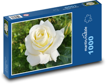 Bílá růže - květina, zahrada Puzzle 1000 dílků - 60 x 46 cm
