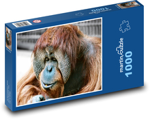 Affe - Orang-Utan, Tier Puzzle 1000 Teile - 60 x 46 cm