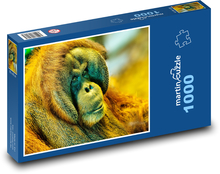 Orangutan - opice, primát Puzzle 1000 dílků - 60 x 46 cm
