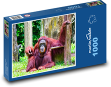 Orangutan - zvíře, opice Puzzle 1000 dílků - 60 x 46 cm