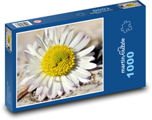 Sedmikráska - okvětní lístky, květina Puzzle 1000 dílků - 60 x 46 cm