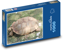 Turtle - shell, reptile Puzzle 1000 pieces - 60 x 46 cm 