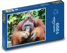 Orangutan - zvíře, opice  Puzzle 1000 dílků - 60 x 46 cm