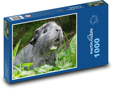 Meerschweinchen - Tier, niedlich Puzzle 1000 Teile - 60 x 46 cm